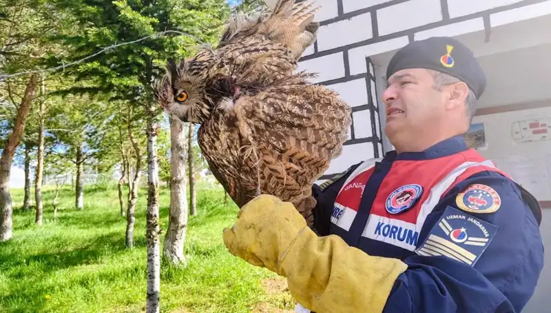 Dikenli Tellere Takılan Puhu Kuşu, Uzmanlar Tarafından Kurtarıldı!