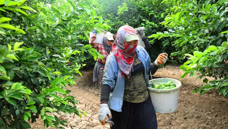 Market Fiyatlarını Şoke Eden Gelişme: Kilo Fiyatları 150 Lirayı Geçti!