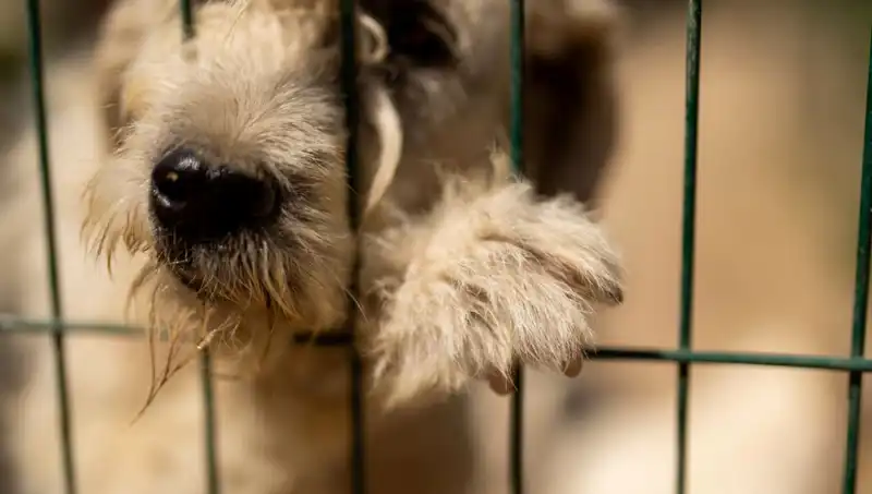 İş Stresi: Ailemizden Köpeklerimizi Nasıl Etkiliyor?