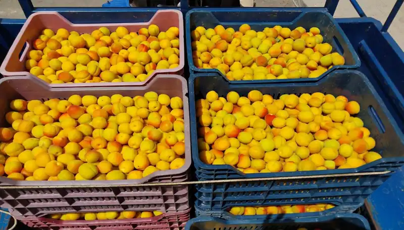 İlk Yerli Ürün Hasadı: 500 TL ile Dikkatleri Üzerine Çekiyor