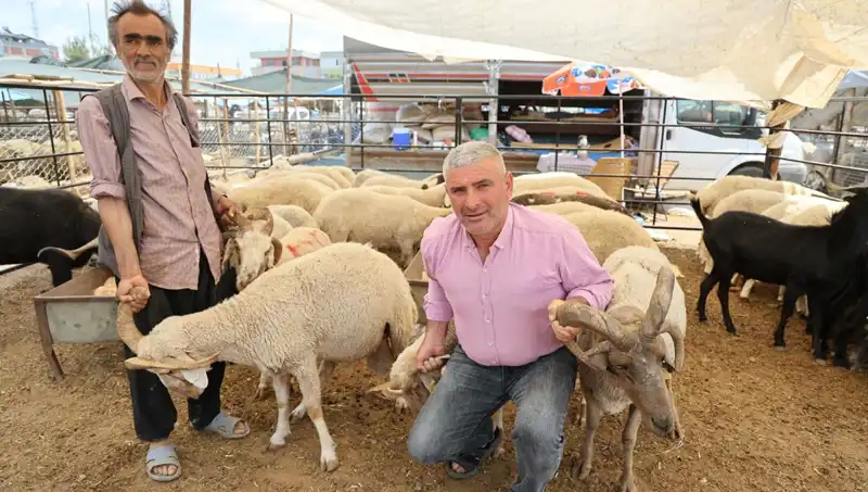 Kurban Pazarı İçin Özel: Dört Boynuzlu Koçlar Neden Gözde Oldu?