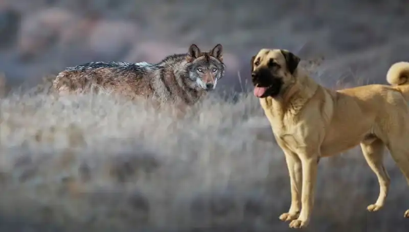 Kurt Popülasyonundaki Artış, Kangal Köpeği Talebini Noktalamış Olabilir