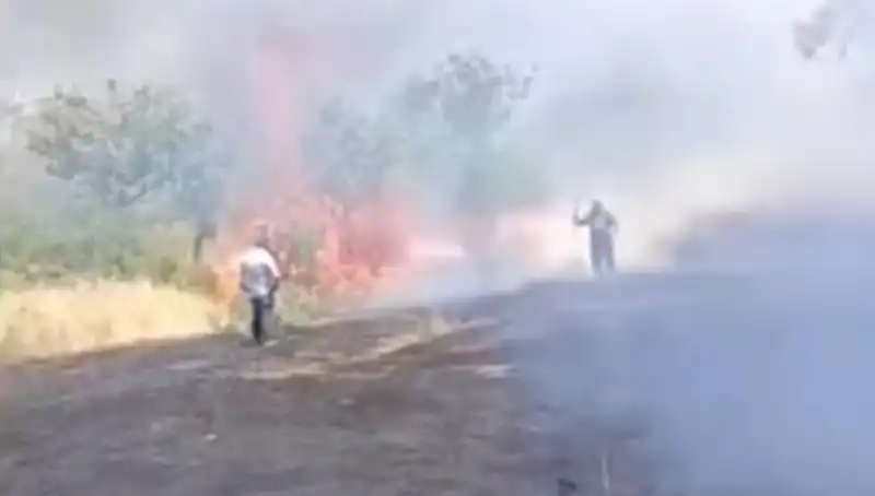 Çay Plantasyonunda Felakete Neden Olan Ateş, Fıstık Ağaçlarını Yaktı