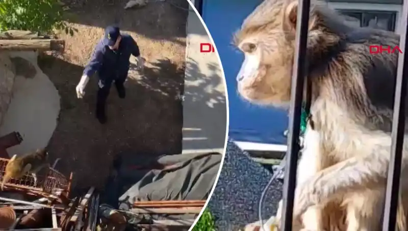 Muğla'da Eşsiz Bir Olay: Maymun Kovalamacası Mahalleyi Salladı!