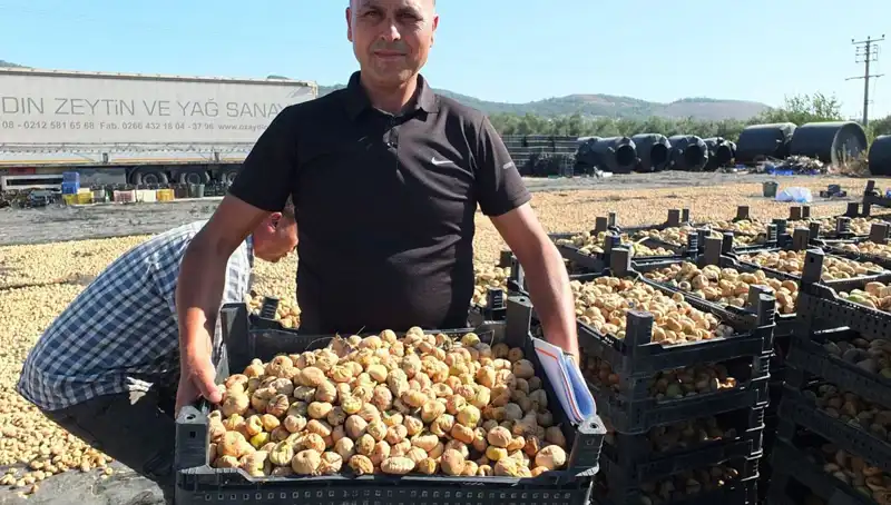 Balıkesir'de Hasat Süreci Başladı: Çin ve Rusya'ya İthalat Rüzgarı