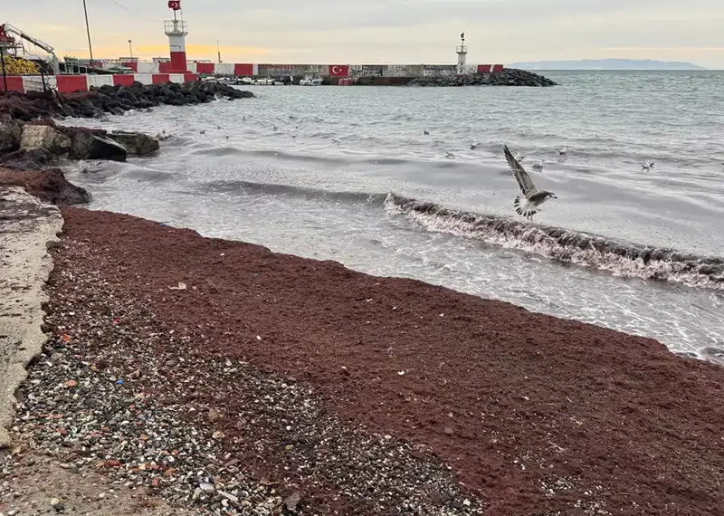 Tekirdağ'ın Sahilleri Neden Kıpkırmızı? Gizemli Olayın Arkasında Ne Var?