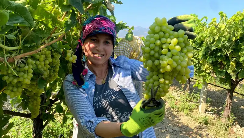 Manisa'nın Şöhretli Ürünleri Avrupa'ya Ulaşmak İçin Yola Çıktı
