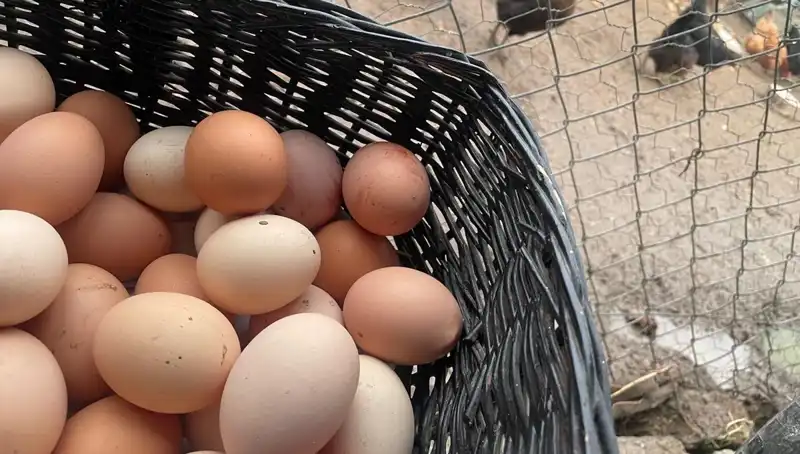 Okul Döneminin Kurtarıcısı: Dünyanın En Ucuz Protein Kaynağı