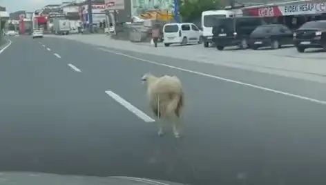 Yalova’da Kaçan Kurbanlık Hayvanlar Trafiği Alt Üst Etti
