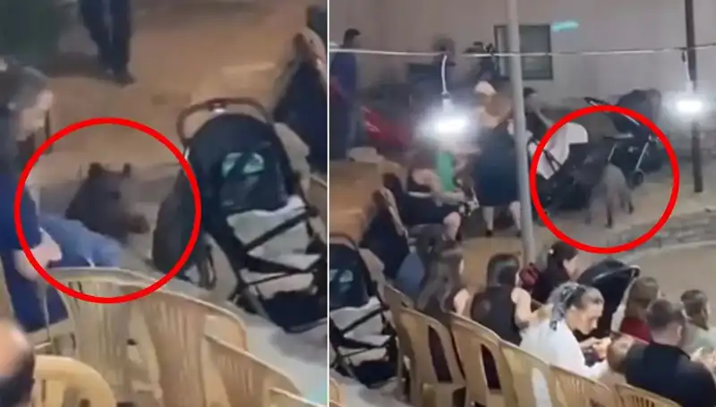 Düğün Töreninde Yaban Domuzu Paniği: Unutulmaz Bir An!