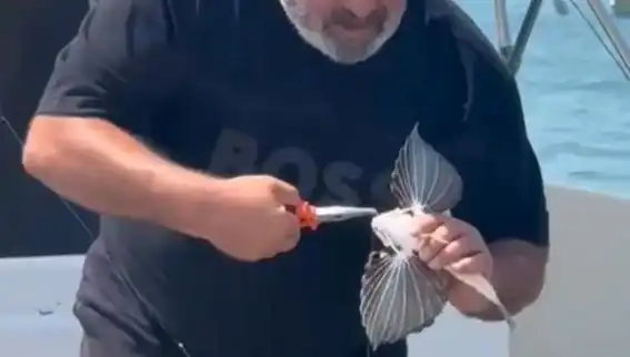 Saros'ta Ender Rastlanan Kırlangıç Balığı Oltaya Takıldı