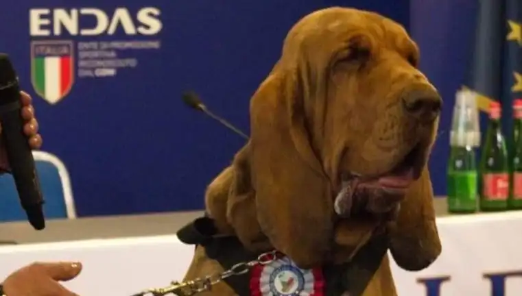 Arama Köpeğine Çivili Sosisle Suikast: Korkunç Olayın Ayrıntıları