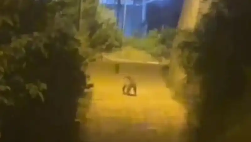 Gümüşhane'de Ayı Şehir Merkezine İndi, Vatandaşlar Şaşkın!