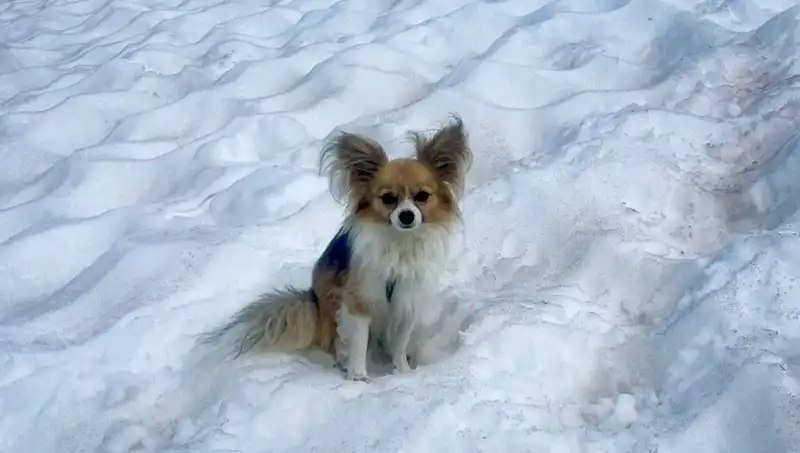 Hayat Kurtaran Dost: Buzul Yarığındaki Adamı Köpeği Kurtardı