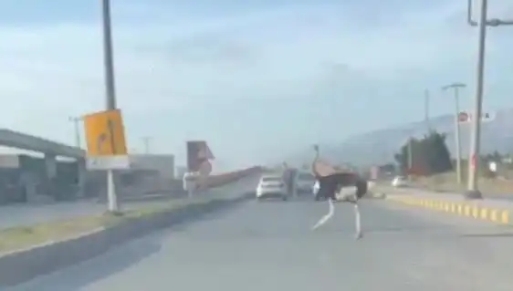 Hatay'da Trafikte Deve Kuşu Görüntüleri Şok Etti: O Anlar Sosyal Medyayı Salladı