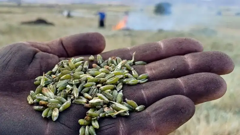 Firik Sezonu Başladı: Doğal Lezzetleriyle Göz Dolduruyor!