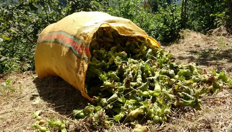 Giresun'da Fındık Hasadı Başladı: Üreticiler Umutlu Beklentilerle Saha Çıkıyor