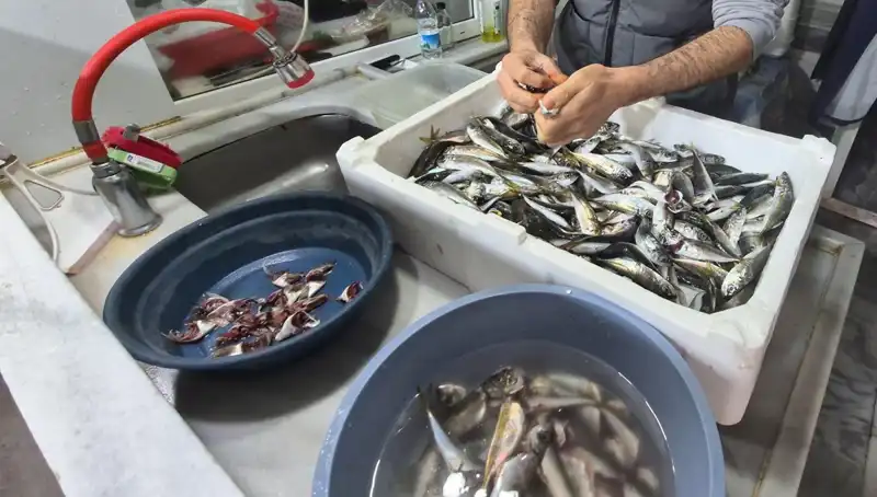 Marmara Denizi'ndeki Müsilaj Sorunuyla Balık Etine Olumsuz Etkiler
