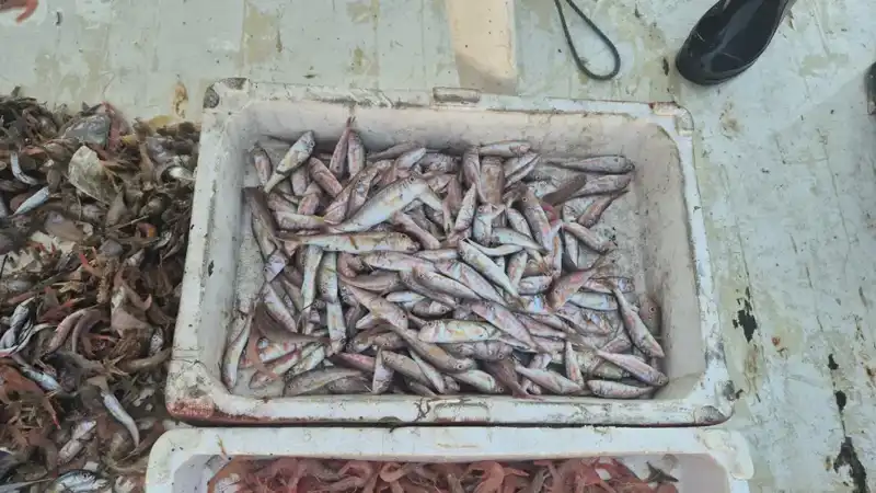 Denizden Gelen Tazelik: Limana Kasalarla Dönüş Yapan Balıkçılar