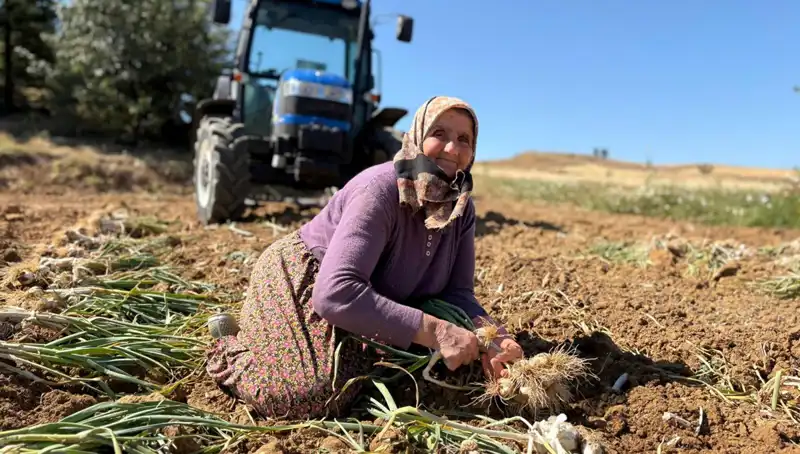 Selenyum Zengini Sebze: Günlük 1200 Lira Değere Ulaştı