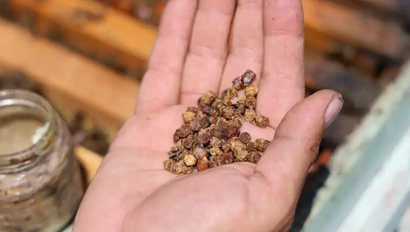 Eskiden Çöpe Gidiyordu, Şimdi Kilosu 3 Bin TL: Protein Zengini Besin Nedir?