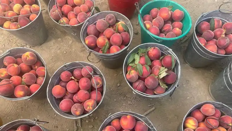 Çiftçinin Yüzünü Güldüren Hasat: Fiyatlar Kilogramda 100 Liraya Ulaşıyor